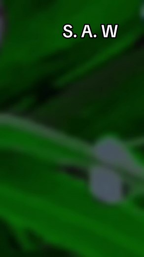 Exploring Nigerian Army Camouflage Techniques