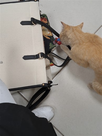 Understanding Feline Heart Health: The Catdiologist Approach