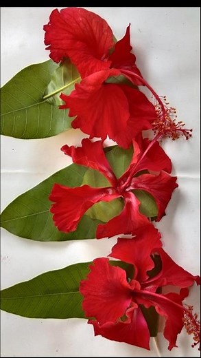 Simple Toran Decoration with Mango Leaves & Hibiscus Flowers🌿🌼 | Easy TraditionalDoor Decor