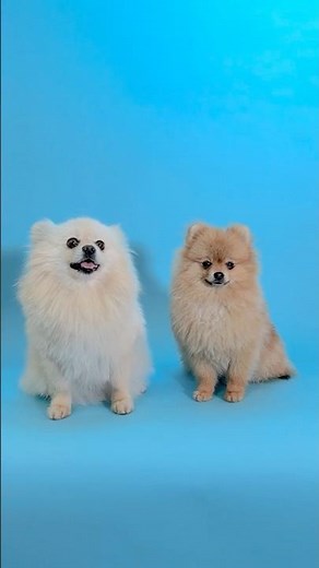 Pomapoos: The Adorable Hybrid’s History!