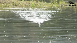 59K views · 1.3K reactions | Giant Snakehead fish | Temkham Lure - เต็มคำ ลัวร์ | Facebook