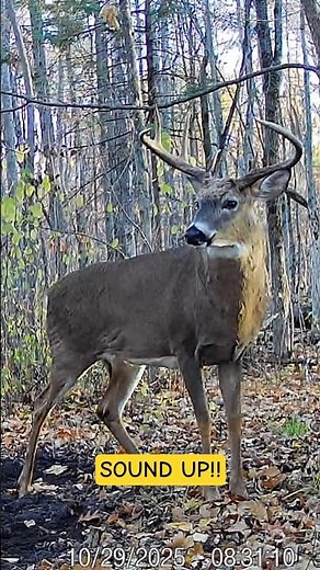 CRAZY LOUD Whitetail Buck Snort Wheeze and Grunts (SOUND UP!!)