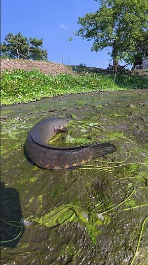 Incredible Giant Snakehead Fish Catch in Muddy Waters! #fishing