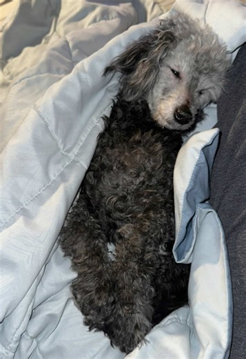 Caring for Senior Poodles: Love and Attention Needed