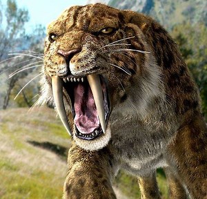 What is a Saber Tooth Tiger - Saber Tooth Tiger Introduction