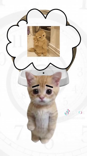 Understanding Kitty: Overstimulated Cats Explained