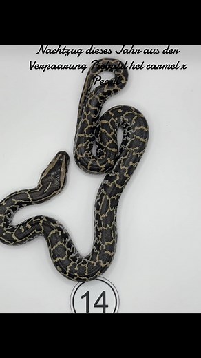 tigerpython #burmesepython #reptili #schlangen