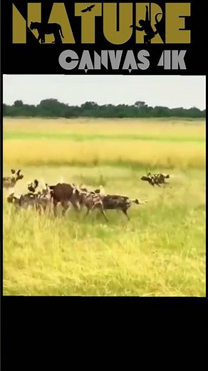Wild Dogs Outsmart Buffalo: Epic Wildlife Hunt in Action