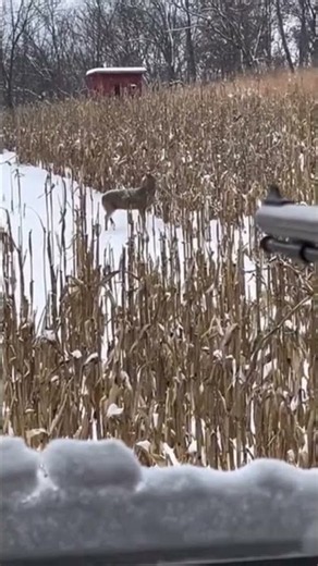 Deer hunting in the snow #hunt #deer #whitetails #trophyhunting