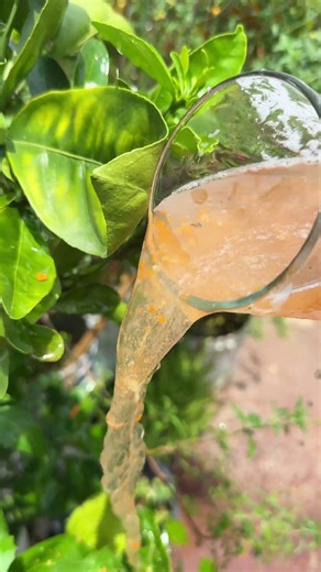How to use this fertilizer on our plants