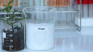 Nitrogen fertilizer, Experimenting with chemical fertilizers for agriculture, scientific experiment