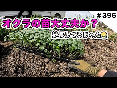 オクラ定植 苗が徒長してるがこれ大丈夫なのか？！