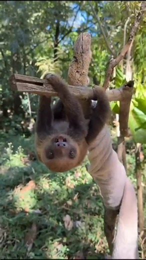 Rescue Center on Instagram: "🦥✨ Sloth School in Session ✨🦥 Hear that tiny cry? Don’t worry — this baby sloth is safe, supervised, and learning 💚 Today’s lesson: 🌿 climbing 🧗 balance 💪 confidence Just like human babies learning to walk, young sloths sometimes complain while trying new things 😅 Those little sounds are part of growing stronger and braver. This playground is designed to help him develop the skills he’ll need one day in the wild — because rehabilitation isn’t about comfort… it