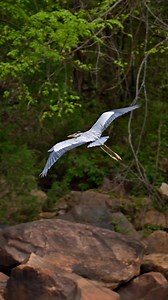 Great Blue Heron | Srikanth Boga Photography