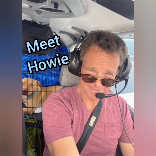 8.1K views · 72 reactions | Meet Howie, who is a 2yr old Staffordshire. He came all the way from Kitchener Waterloo Humane Society on a plane ride to look for his furever home on the East Coast. Serious inquiries only. For more info on Howie, call 506-459-1555 or e-mail info@frederictonspca.ca | Fredericton SPCA | Facebook