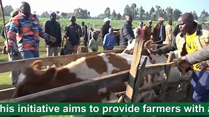 A highlight of today's cattle dip recharge and distribution of acaricides at Soy Ward. My Adminstration is keen on revival of dips as one way of ensuring that our dairy farmers benefits from improved productivity. | Governor Jonathan Bii Chelilim