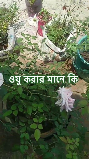 ওযু করার মানে কি #shortvideo 🤲