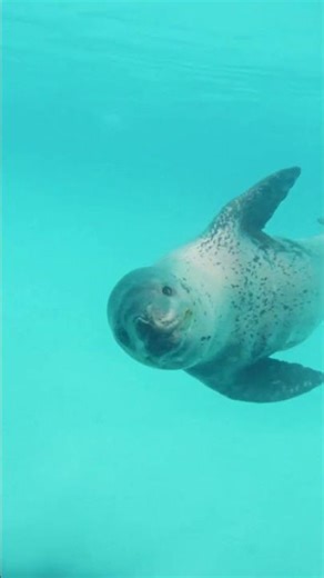 Leopard Seal - Antarctica's Formidable Hunter
