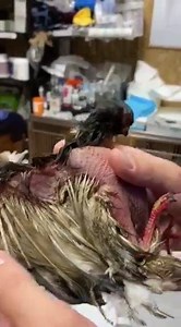 23K views · 1.3K reactions | SEBA dzielnie walczy ❗️ zobaczcie tego...