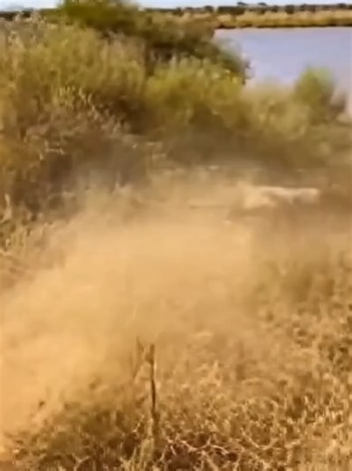 Nature’s Rhythm: Understanding Wildlife Survival