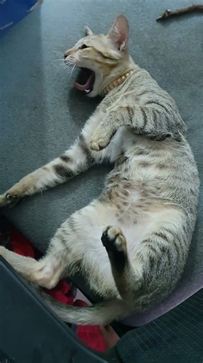 Cats Dream Too 😴🐾 | Cute Sleeping Cat Moments #cat #catvideos #子ネコ