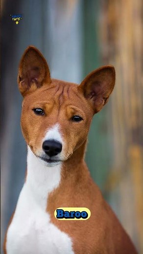 🐕 The Dog That Can’t Bark – Basenji
