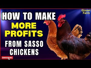 How to build a profitable sasso chicken farming business from scratch.