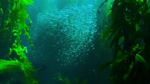 #underwater #fish #nature #underocean #relaxing #calm #naturesound #underwatersound