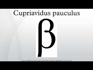 Cupriavidus pauculus