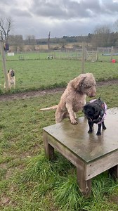 13K views · 186 reactions | My therapy dogs helped another therapy...