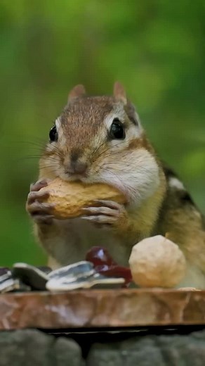 樂 BJ’S IS GOIN’ NUTS! 樂 BJ’s Market is loaded up with all the nuts...