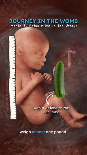 Journey in the Womb | Month 5 Precise muscle development and neural wiring enable my movements and sensory responses, preparing me for interaction with the world. I love hearing your voice, Mom, and I can't wait for you to hear mine! #fetaldevelopment #humandevelopment #fetus #journeyinthewomb #babylifebegins | Baby Life Begins