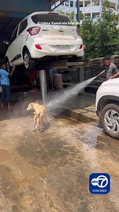 201K views · 6.8K reactions | A dog found relief from the heat at a car wash, with video showing an employee spritzing the pooch with a hose. ☀️ | ABC 7 Chicago | Facebook