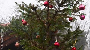 Red bronze Christmas ornaments hanging on ribbons from wet fir branches of Christmas tree with raindrops. Christmas balls shake in wind while rainstorm instead of snow in winter due to climate change