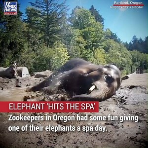 340K views · 2.7K reactions | Zookeepers in Oregon had some fun giving one of their elephants a spa day. | Fox News | Facebook