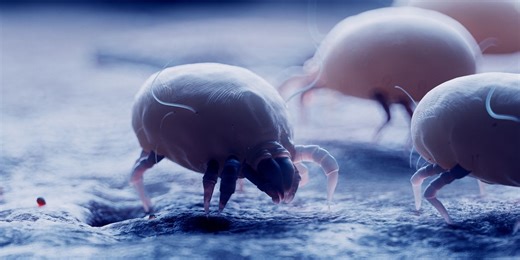 Immunologists Want You to Know These Dust Mite Allergy Facts