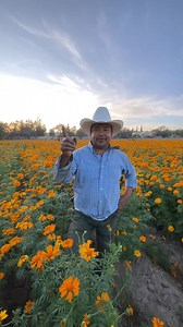 🌼 Te presentamos a Don Chano, uno de los grandes impulsores de la flor de cempasúchil en Jesús María. 💛 Nos comparte que esta hermosa tradición cumple ya 9 años en su familia 🌾 y nos invita a visitarlo, donde además de llevarte un ramo lleno de color y vida, podrás capturar un increíble recuerdo entre los tonos dorados de su campo. 📸✨ | Jesús María Noticias