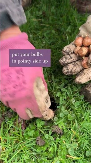 Did you know you can plant spring flowering bulbs in your lawn?