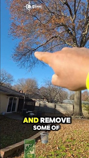 Crown Cleaning On Oak Tree - 2014-289 Tyler A #4sts Tree Service