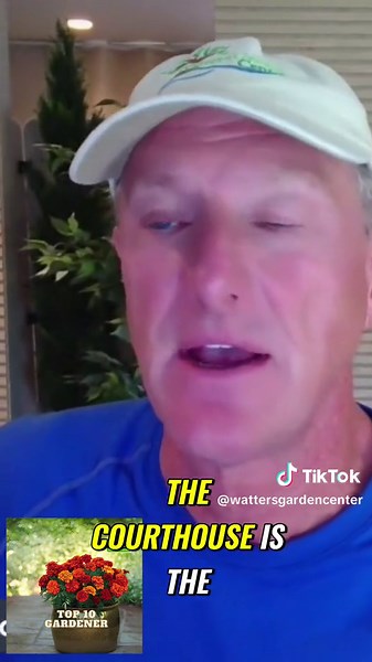 Unlock the Beauty of Arizona Cypress: A Fast-Growing Native Tree for Privacy and Windbreak Discover the stunning Arizona Cypress, a native plant that serves as the perfect privacy screen and windbreak. Learn about its unique features, fast growth, and how it differs from junipers. Explore its pine cones, absence of pollen, and striking silver-blue appearance. #ArizonaCypress #NativeTree #PrivacyScreen #Windbreak #FastGrowingPlant #JuniperAlternative #PineConeTree #LandscapingIdeas #GardeningTips