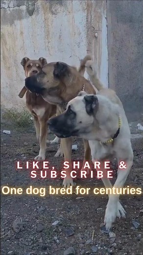 Kangal Shepherd 🐺💪 Turkey’s Living Legend & Ultimate Guardian Dog
