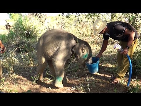 Baby elephant rescued from well by wildlife officers | Save baby elephant | Wildlife | Elephant.