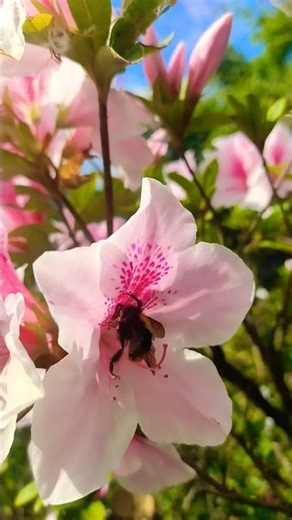 Azalea bush|Flowering, MOM's garden #flowers #mom #garden #youtubeshorts #fyp