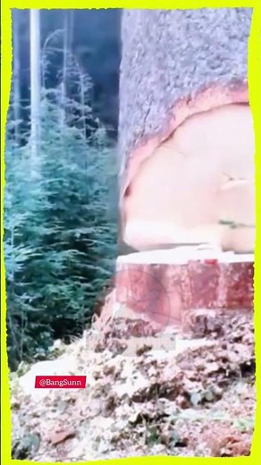 Cutting Down a Massive Tree Safely