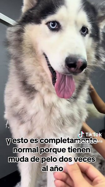 Cuidados para un Husky Siberiano: Muda de Pelo y Baño