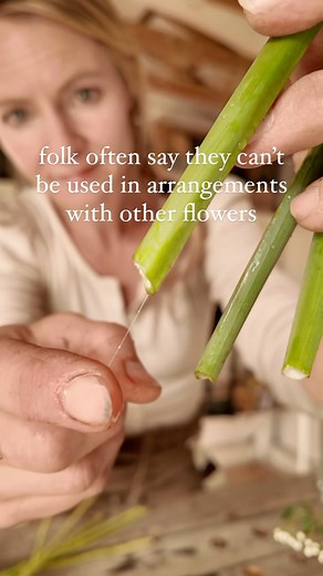 Did you know this about daffodils? They’re one of my favorite spring flowers, so much easier to grow than tulips, naturalizing in my zone and also deer and bunny proof (and the bulbs don’t get dug up by squirrels after planting!!)—but often they are scorned in arrangements due to the toxic sticky sap they emit that can kill other flowers. Put them in some water for a few hours though and they drain that sap, making them safe to use as a perfect spring garden flower (especially when combined with