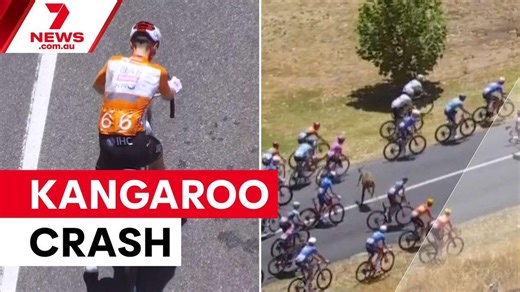 Kangaroo crashes into Tour Down Under peloton