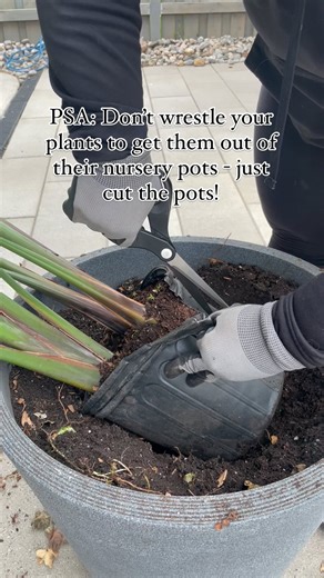 Don’t damage your root balls trying to force them out of their pots- please!! A lot of 10 inch or larger pots may have a large root ball pushing against the walls of their nursery pots. Do not: ❌Pull from the stalks or stems ❌Try to dig them out ❌Ferociously bang against the root balls to get them out Just give those nursery pots a quick snip and your root ball will be revealed unharmed! Happy Long Weekend Planting!! 🌿 | the.wreath.coach
