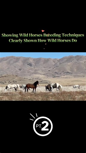 Showing Wild Horses Breeding Techniques Clearly Shown How Wild Horses Do #grow #pets #animal #wildhorse