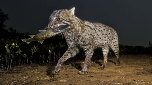 Unveiling the Secrets of the Forest Cat: Nature’s Ultimate Stealth Hunter and Camouflage Master